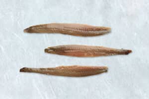 anchoa 5