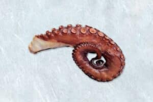 pulpo 5