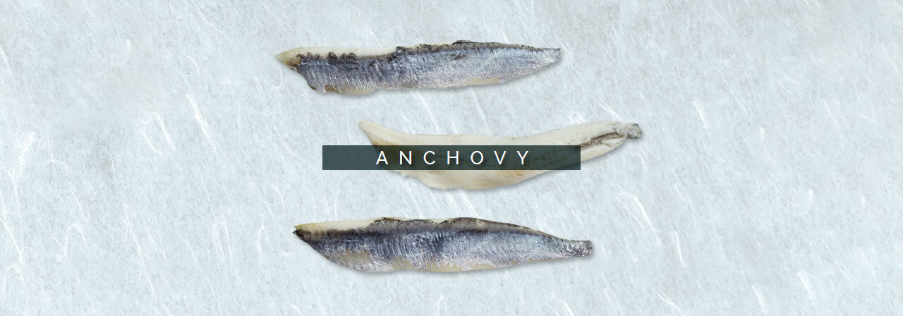 anchovy