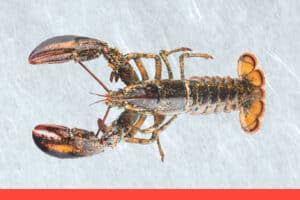 bogavante 5