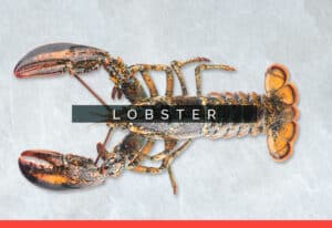 lobsterm 5