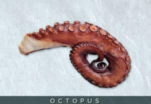 octopusm 5